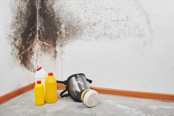 Best Mold Damage Repair  in Oakwood, OH