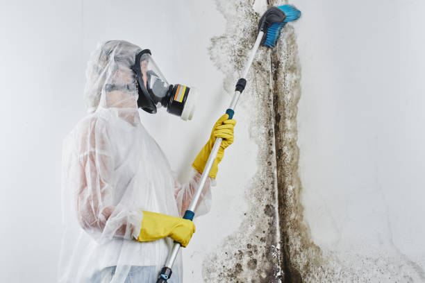 Best Local Mold Removal Service  in Oakwood, OH