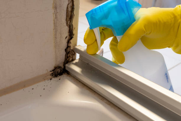 Best Black Mold Removal  in Oakwood, OH