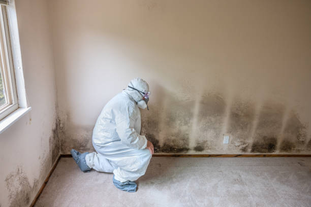 Best Black Mold Removal  in Oakwood, OH