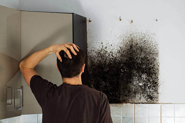 Best Certified Mold Removal  in Oakwood, OH