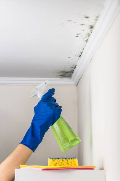 Best Mold Remediation  in Oakwood, OH