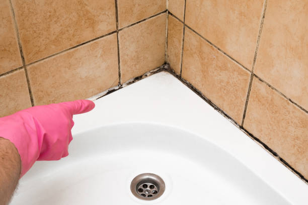 Best Mold Inspection  in Oakwood, OH