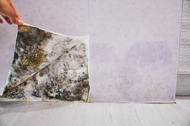 Best Mold Removal Company Near Me  in Oakwood, OH